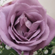 La rosa “azul” de Santory. Foto: Wikipedia